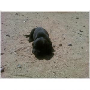 BlackLabPuppies